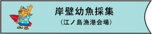 岸壁幼魚採集